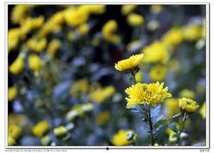 小菊的秋天拍照花絮,捕捉秋韵瞬间